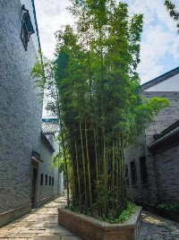 常見于中式庭院的植物園藝